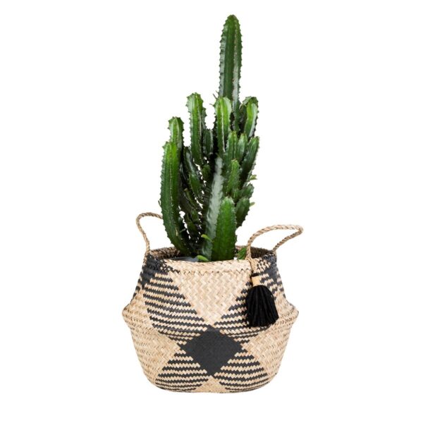 Tribal Tassel Basket plant